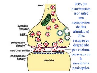 80% del
neurotransm
  isor sufre
     una
recaptación
    de alta
 afinidad el
     20%
 restante es
 degradado
por enzimas
presentes en
      la
 membrana
posinaptica
 