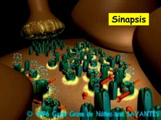 Sinapsis
 