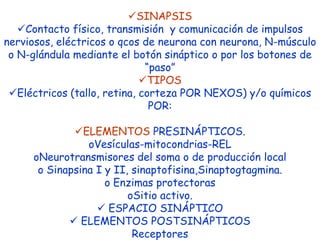 SINAPSIS
   Contacto físico, transmisión y comunicación de impulsos
nerviosos, eléctricos o qcos de neurona con neurona, N-músculo
 o N-glándula mediante el botón sináptico o por los botones de
                              “paso”
                             TIPOS
 Eléctricos (tallo, retina, corteza POR NEXOS) y/o químicos
                               POR:

             ELEMENTOS PRESINÁPTICOS.
                oVesículas-mitocondrias-REL
     oNeurotransmisores del soma o de producción local
      o Sinapsina I y II, sinaptofisina,Sinaptogtagmina.
                    o Enzimas protectoras
                         oSitio activo.
                   ESPACIO SINÁPTICO
             ELEMENTOS POSTSINÁPTICOS
                          Receptores
 