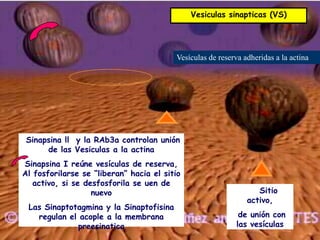 Vesiculas sinapticas (VS)




                                         Vesículas de reserva adheridas a la actina




 Sinapsina ll y la RAb3a controlan unión
      de las Vesiculas a la actina
Sinapsina I reúne vesículas de reserva,
Al fosforilarse se “liberan” hacia el sitio
   activo, si se desfosforila se uen de
                   nuevo                                          Sitio
                                                               activo,
 Las Sinaptotagmina y la Sinaptofisina
   regulan el acople a la membrana                           de unión con
             preesinatica                                   las vesículas
 