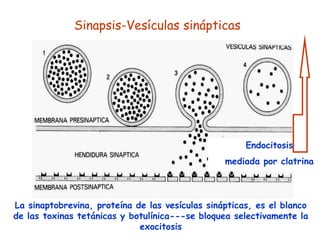 Sinapsis-Vesículas sinápticas




                                                      Endocitosis
                                                 mediada por clatrina



La sinaptobrevina, proteína de las vesículas sinápticas, es el blanco
de las toxinas tetánicas y botulínica---se bloquea selectivamente la
                             exocitosis
 