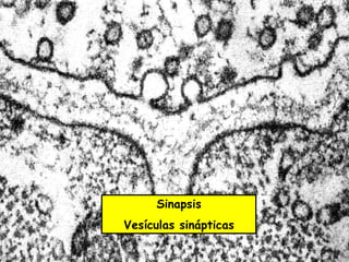 Sinapsis
Vesículas sinápticas
 