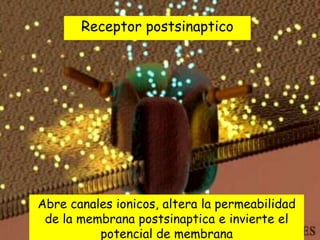 Receptor postsinaptico




Abre canales ionicos, altera la permeabilidad
 de la membrana postsinaptica e invierte el
          potencial de membrana
 