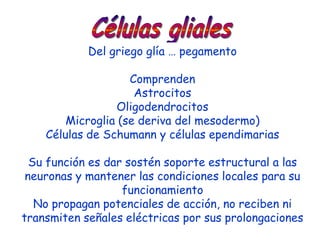 Del griego glía … pegamento

                    Comprenden
                     Astrocitos
                 Oligodendrocitos
        Microglia (se deriva del mesodermo)
    Células de Schumann y células ependimarias

  Su función es dar sostén soporte estructural a las
 neuronas y mantener las condiciones locales para su
                   funcionamiento
   No propagan potenciales de acción, no reciben ni
transmiten señales eléctricas por sus prolongaciones
 