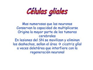 Mas numerosas que las neuronas
   Conservan la capacidad de multiplicarse
    Origina la mayor parte de los tumores
                  cerebrales
  En lesiones del SN se movilizan y eliminan
los deshechos, sellan el área  cicatriz glíal
   a veces deletérea que interfiere con la
            regeneración neuronal
 