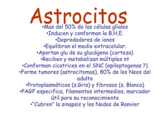 •Mas del 50% de las células glíales
             •Inducen y conforman la B.H.E.
                 •Depredadores de iones
            •Equilibran el medio extracelular.
        •Aportan glu de su glucógeno (corteza)
          •Reciben y metabolizan múltiples nt
 •Conforman cicatrices en el SNC (epileptogenas ?)
•Forma tumores (astrocitomas), 80% de los Neos del
                           adulto
   •Protoplasmáticos (s.Gris) y fibrosos (s. Blanca)
•PAGF especifica, filamentos intermedios, marcador
               útil para su reconocimiento
     •“Cubren” la sinapsis y los Nodos de Ranvier
 