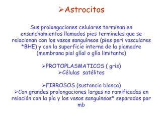 Astrocitos

        Sus prolongaciones celulares terminan en
    ensanchamientos llamados pies terminales que se
relacionan con los vasos sanguíneos (pies peri vasculares
    *BHE) y con la superficie interna de la piamadre
          (membrana pial glíal o glía limitante)

            PROTOPLASMATICOS ( gris)
                Células satélites

            FIBROSOS (sustancia blanca)
 Con grandes prolongaciones largas no ramificadas en
relación con la pía y los vasos sanguíneos* separados por
                             mb
 