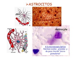 ASTROCITOS




        A la microscopia óptica
       Núcleos ovales , grandes y
         de poca tinción “micro
              granulares”
 