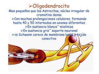 Oligodendrocito
Mas pequeños que los Astrocitos, núcleo irregular de
                 cromatina densa
 Con muchas prolongaciones celulares, formando
  hasta 40 y 50 internodos en axones diferentes
         En sustancia blanca˜ mieliniza
       En sustancia gris˜ soporte neuronal
 vs Schwann carece de membrana basal y tejido
                     conectivo
 