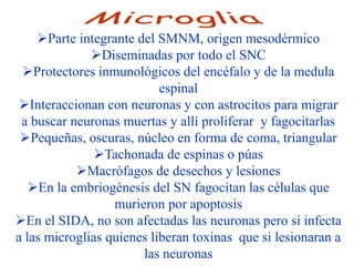 Parte integrante del SMNM, origen mesodérmico
              Diseminadas por todo el SNC
 Protectores inmunológicos del encéfalo y de la medula
                           espinal
 Interaccionan con neuronas y con astrocitos para migrar
 a buscar neuronas muertas y allí proliferar y fagocitarlas
 Pequeñas, oscuras, núcleo en forma de coma, triangular
               Tachonada de espinas o púas
           Macrófagos de desechos y lesiones
   En la embriogénesis del SN fagocitan las células que
                  murieron por apoptosis
En el SIDA, no son afectadas las neuronas pero si infecta
a las microglias quienes liberan toxinas que si lesionaran a
                       las neuronas
 