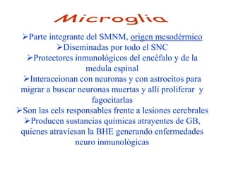Parte integrante del SMNM, origen mesodérmico
           Diseminadas por todo el SNC
  Protectores inmunológicos del encéfalo y de la
                    medula espinal
 Interaccionan con neuronas y con astrocitos para
 migrar a buscar neuronas muertas y allí proliferar y
                     fagocitarlas
Son las cels responsables frente a lesiones cerebrales
  Producen sustancias químicas atrayentes de GB,
 quienes atraviesan la BHE generando enfermedades
                 neuro inmunológicas
 