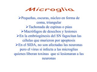 Pequeñas, oscuras, núcleo en forma de
                coma, triangular
        Tachonada de espinas o púas
     Macrófagos de desechos y lesiones
 En la embriogénesis del SN fagocitan las
      células que murieron por apoptosis
 En el SIDA, no son afectadas las neuronas
    pero el virus si infecta a las microglias
quienes liberan toxinas que si lesionaran a las
                    neuronas
 