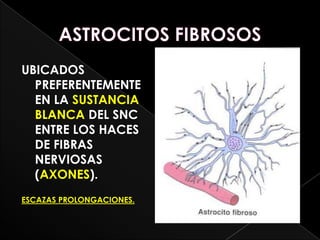 UBICADOS
  PREFERENTEMENTE
  EN LA SUSTANCIA
  BLANCA DEL SNC
  ENTRE LOS HACES
  DE FIBRAS
  NERVIOSAS
  (AXONES).
ESCAZAS PROLONGACIONES.
 