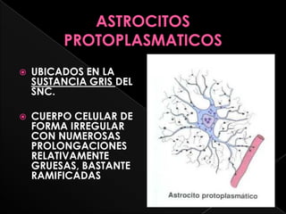    UBICADOS EN LA
    SUSTANCIA GRIS DEL
    SNC.

   CUERPO CELULAR DE
    FORMA IRREGULAR
    CON NUMEROSAS
    PROLONGACIONES
    RELATIVAMENTE
    GRUESAS, BASTANTE
    RAMIFICADAS
 