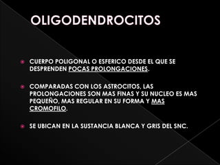    CUERPO POLIGONAL O ESFERICO DESDE EL QUE SE
    DESPRENDEN POCAS PROLONGACIONES.

   COMPARADAS CON LOS ASTROCITOS, LAS
    PROLONGACIONES SON MAS FINAS Y SU NUCLEO ES MAS
    PEQUEÑO, MAS REGULAR EN SU FORMA Y MAS
    CROMOFILO.

   SE UBICAN EN LA SUSTANCIA BLANCA Y GRIS DEL SNC.
 