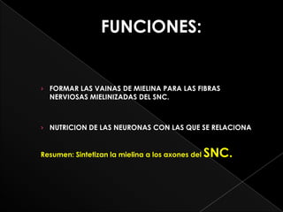 FUNCIONES:


› FORMAR LAS VAINAS DE MIELINA PARA LAS FIBRAS
  NERVIOSAS MIELINIZADAS DEL SNC.



› NUTRICION DE LAS NEURONAS CON LAS QUE SE RELACIONA



Resumen: Sintetizan la mielina a los axones del   SNC.
 