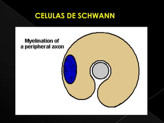 CELULAS DE SCHWANN
 