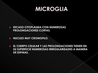    ESCASO CITOPLASMA CON NUMEROSAS
    PROLONGACIONES CORTAS.

   NUCLEO MUY CROMOFILO.

   EL CUERPO CELULAR Y LAS PROLONGACIONES TIENEN EN
    SU SUPERFICIE NUMEROSAS IRREGULARIDADES A MANERA
    DE ESPINAS.
 