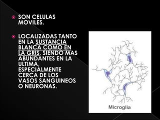    SON CELULAS
    MOVILES.

   LOCALIZADAS TANTO
    EN LA SUSTANCIA
    BLANCA COMO EN
    LA GRIS, SIENDO MAS
    ABUNDANTES EN LA
    ULTIMA,
    ESPECIALMENTE
    CERCA DE LOS
    VASOS SANGUINEOS
    O NEURONAS.
 