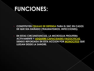FUNCIONES:

› CONSTITUYEN CELULAS DE DEFENSA PARA EL SNC EN CASOS
  DE QUE SEA DAÑADO (TRAUMATISMOS, INFECCIONES).

› EN ESTAS CIRCUNSTANCIAS, LA MICROGLIA PROLIFERA
  ACTIVAMENTE Y ADQUIERE CAPACIDADES FAGOCITICAS,
  SIENDO REFORZADA EN ESTA ACCION POR MONOCITOS QUE
  LLEGAN DESDE LA SANGRE.
 