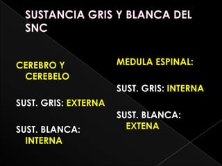 CEREBRO Y             MEDULA ESPINAL:
 CEREBELO
                      SUST. GRIS: INTERNA
SUST. GRIS: EXTERNA
                      SUST. BLANCA:
SUST. BLANCA:           EXTENA
  INTERNA
 