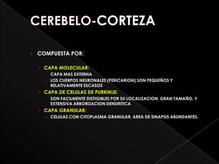 CORTEZA

› COMPUESTA POR:

   CAPA MOLECULAR:
     CAPA MAS EXTERNA
     LOS CUERPOS NEURONALES (PERICARION) SON PEQUEÑOS Y
      RELATIVAMENTE ESCASOS
   CAPA DE CELULAS DE PURKINJE:
     SON FACILMENTE DISTIGIBLES POR SU LOCALIZACION, GRAN TAMAÑO, Y
      EXTENSIVA ARBORIZACION DENDRITICA
   CAPA GRANULAR:
     CELULAS CON CITOPLASMA GRANULAR. AREA DE SINAPSIS ABUNDANTES.
 