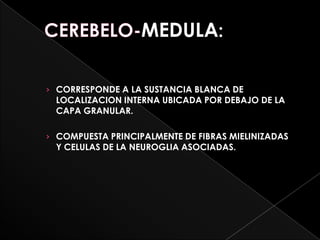 MEDULA:

› CORRESPONDE A LA SUSTANCIA BLANCA DE
  LOCALIZACION INTERNA UBICADA POR DEBAJO DE LA
  CAPA GRANULAR.

› COMPUESTA PRINCIPALMENTE DE FIBRAS MIELINIZADAS
  Y CELULAS DE LA NEUROGLIA ASOCIADAS.
 