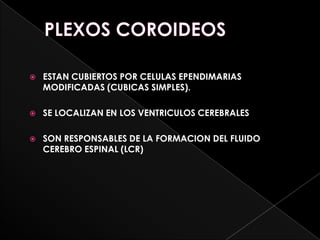    ESTAN CUBIERTOS POR CELULAS EPENDIMARIAS
    MODIFICADAS (CUBICAS SIMPLES).

   SE LOCALIZAN EN LOS VENTRICULOS CEREBRALES

   SON RESPONSABLES DE LA FORMACION DEL FLUIDO
    CEREBRO ESPINAL (LCR)
 