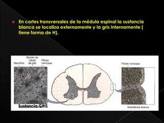    En cortes transversales de la médula espinal la sustancia
    blanca se localiza externamente y la gris internamente (
    tiene forma de H).




    Sustancia GRIS
 