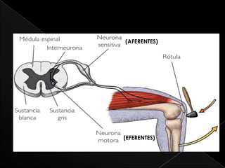 (AFERENTES)




(EFERENTES)
 