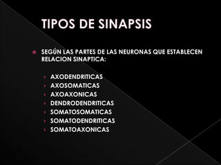    SEGÚN LAS PARTES DE LAS NEURONAS QUE ESTABLECEN
    RELACION SINAPTICA:

    › AXODENDRITICAS
    › AXOSOMATICAS
    › AXOAXONICAS
    › DENDRODENDRITICAS
    › SOMATOSOMATICAS
    › SOMATODENDRITICAS
    › SOMATOAXONICAS
 