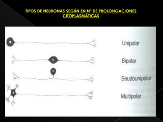 TIPOS DE NEURONAS SEGÚN EN N° DE PROLONGACIONES
                CITOPLASMÁTICAS
 