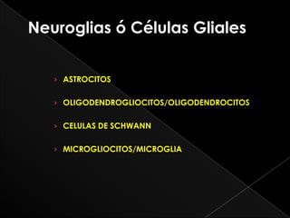 Neuroglias ó Células Gliales


   › ASTROCITOS


   › OLIGODENDROGLIOCITOS/OLIGODENDROCITOS


   › CELULAS DE SCHWANN


   › MICROGLIOCITOS/MICROGLIA
 