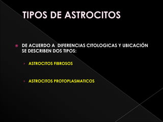    DE ACUERDO A DIFERENCIAS CITOLOGICAS Y UBICACIÓN
    SE DESCRIBEN DOS TIPOS:

    › ASTROCITOS FIBROSOS



    › ASTROCITOS PROTOPLASMATICOS
 