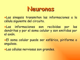Neuronas
●Las sinapsis transmiten las informaciones a la
célula siguiente del circuito.
●Las informaciones son recibidas por las
dendritas y por el soma celular y son emitidas por
el axón.
●El soma celular puede ser esférico, piriforme o
anguloso.
●Las células nerviosas son grandes.
 