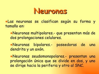 Neuronas
●Las neuronas se clasifican según su forma y
tamaño en:
  ●Neuronas multipolares.- que presentan más de
  dos prolongaciones celulares.
  ●Neuronas bipolares.-    poseedoras   de   una
  dendrita y un axón.
  ●Neuronas seudomonopolares.- presentan una
  prolongación única que se divide en dos, y uno
  se dirige hacia la periferia y otro al SNC.
 