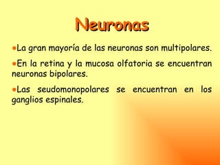 Neuronas
●La gran mayoría de las neuronas son multipolares.
●En la retina y la mucosa olfatoria se encuentran
neuronas bipolares.
●Las seudomonopolares se encuentran en los
ganglios espinales.
 