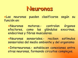 Neuronas
●Las neuronas pueden clasificarse según su
función en:
  ●Neuronas     motoras.-    controlan órganos
  efectores, como las glándulas exocrinas,
  endocrinas y fibras musculares.
  ●Neuronas sensoriales.- reciben estímulos
  sensoriales del medio ambiente y del organismo
  ●Interneuronas.- establecen conexiones entre
  otras neuronas, formando circuitos complejos.
 