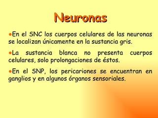 Neuronas
●En el SNC los cuerpos celulares de las neuronas
se localizan únicamente en la sustancia gris.
●La sustancia blanca no presenta           cuerpos
celulares, solo prolongaciones de éstos.
●En el SNP, los pericariones se encuentran en
ganglios y en algunos órganos sensoriales.
 