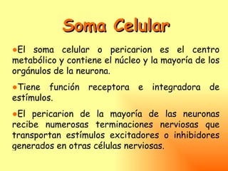 Soma Celular
●El soma celular o pericarion es el centro
metabólico y contiene el núcleo y la mayoría de los
orgánulos de la neurona.
●Tiene función    receptora    e   integradora   de
estímulos.
●El pericarion de la mayoría de las neuronas
recibe numerosas terminaciones nerviosas que
transportan estímulos excitadores o inhibidores
generados en otras células nerviosas.
 