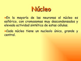 Núcleo
●En la mayoría de las neuronas el núcleo es
esférico, con cromosomas muy descondensados y
elevada actividad sintética de estas células.
●Cada núcleo tiene un nucleolo único, grande y
central.
 
