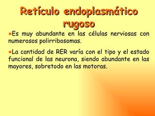 Retículo endoplasmático
             rugoso
●Es muy abundante en las células nerviosas con
numerosos polirribosomas.
●La cantidad de RER varía con el tipo y el estado
funcional de las neurona, siendo abundante en las
mayores, sobretodo en las motoras.
 