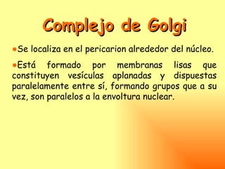 Complejo de Golgi
●Se localiza en el pericarion alrededor del núcleo.
●Está formado por membranas lisas que
constituyen vesículas aplanadas y dispuestas
paralelamente entre sí, formando grupos que a su
vez, son paralelos a la envoltura nuclear.
 