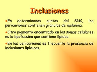 Inclusiones
●En determinados puntos del SNC,               los
pericariones contienen gránulos de melanina.
●Otro pigmento encontrado en los somas celulares
es la lipofucsina que contiene lípidos.
●En los pericariones es frecuente la presencia de
inclusiones lipídicas.
 