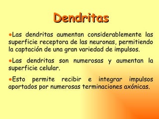 Dendritas
●Las dendritas aumentan considerablemente las
superficie receptora de las neuronas, permitiendo
la captación de una gran variedad de impulsos.
●Las dendritas son numerosas y aumentan la
superficie celular.
●Esto permite recibir e integrar impulsos
aportados por numerosas terminaciones axónicas.
 