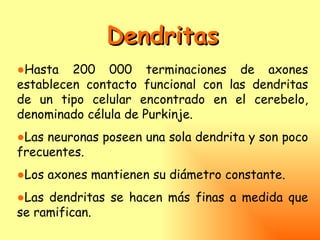 Dendritas
●Hasta 200 000 terminaciones de axones
establecen contacto funcional con las dendritas
de un tipo celular encontrado en el cerebelo,
denominado célula de Purkinje.
●Las neuronas poseen una sola dendrita y son poco
frecuentes.
●Los axones mantienen su diámetro constante.
●Las dendritas se hacen más finas a medida que
se ramifican.
 