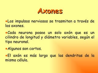 Axones
●Los impulsos nerviosos se trasmiten a través de
los axones.
●Cada neurona posee un solo axón que es un
cilindro de longitud y diámetro variables, según el
tipo neuronal.
●Algunos son cortos.
●El axón es más largo que las dendritas de la
misma célula.
 