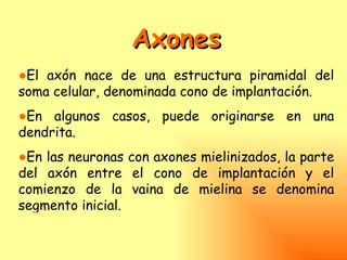 Axones
●El axón nace de una estructura piramidal del
soma celular, denominada cono de implantación.
●En algunos casos, puede originarse en una
dendrita.
●En las neuronas con axones mielinizados, la parte
del axón entre el cono de implantación y el
comienzo de la vaina de mielina se denomina
segmento inicial.
 