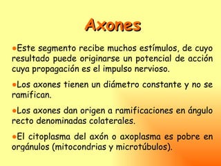 Axones
●Este segmento recibe muchos estímulos, de cuyo
resultado puede originarse un potencial de acción
cuya propagación es el impulso nervioso.
●Los axones tienen un diámetro constante y no se
ramifican.
●Los axones dan origen a ramificaciones en ángulo
recto denominadas colaterales.
●El citoplasma del axón o axoplasma es pobre en
orgánulos (mitocondrias y microtúbulos).
 