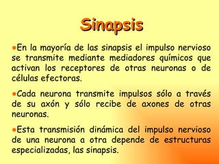 Sinapsis
●En la mayoría de las sinapsis el impulso nervioso
se transmite mediante mediadores químicos que
activan los receptores de otras neuronas o de
células efectoras.
●Cada neurona transmite impulsos sólo a través
de su axón y sólo recibe de axones de otras
neuronas.
●Esta transmisión dinámica del impulso nervioso
de una neurona a otra depende de estructuras
especializadas, las sinapsis.
 